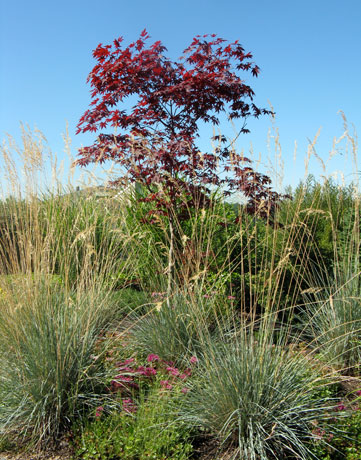 Daniels Front Grass Garden